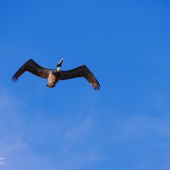 Florida Pelikan im Flug