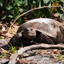 Florida Schildkröte