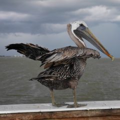 Florida Pelikan am Abflug